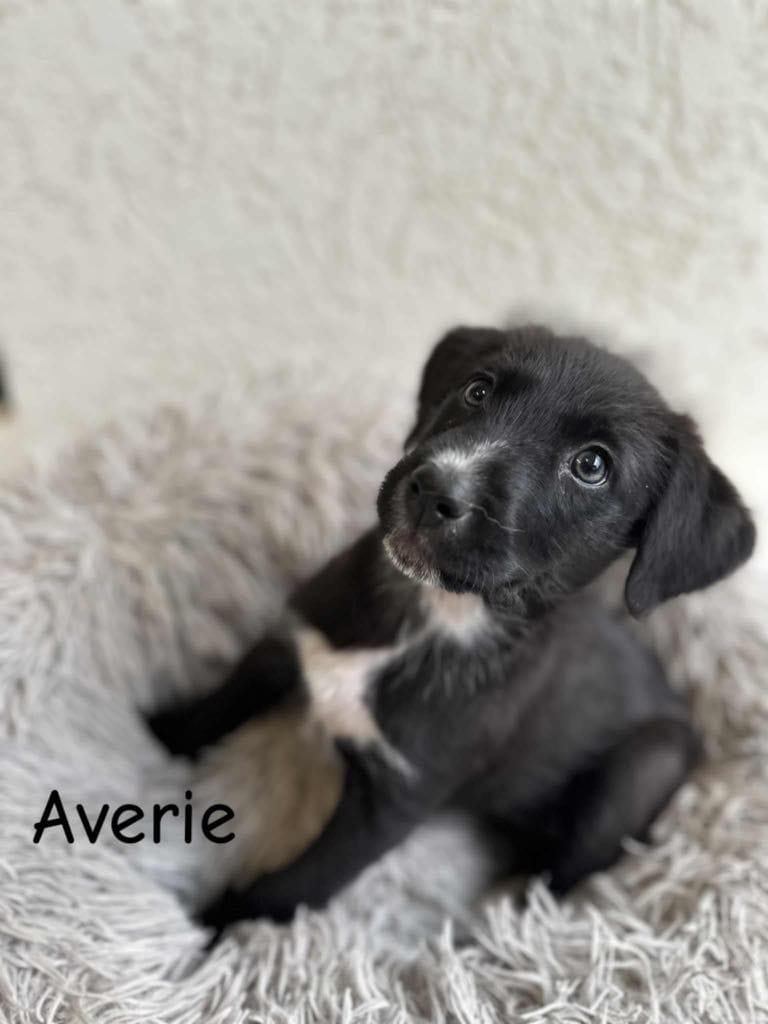 Averie Averie
